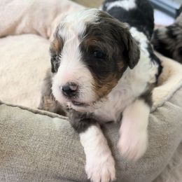 Bernedoodle Puppies from Blue Belle Hills Bernedoodles
