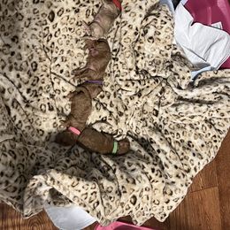 Poodle Puppies from Breahna Snay