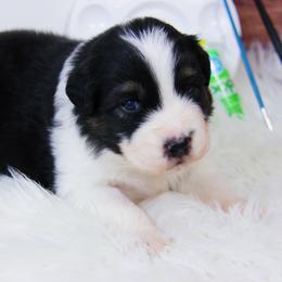 Australian Shepherd Puppies from Cooper Ridge Aussies