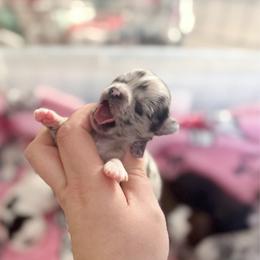 Delilah - Merle female Chihuahua puppy in Harrison, Michigan from Cloud9 Chihuahuas
