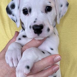 Dalmatian Puppies from Sweet Street Dalmatians