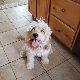 Eevee - Goldendoodle