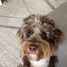 Aussiedoodle and Miniature Australian Shepherd All Grown Up from Little Puppy Co.