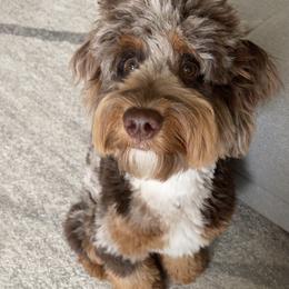 Aussiedoodle and Miniature Australian Shepherd All Grown Up from Little Puppy Co.