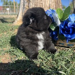 Pomeranian Puppies from Royal Paws Of Colorado