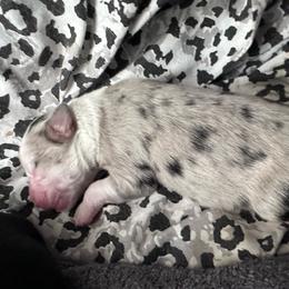 TBD - Blue merle female Miniature Australian Shepherd puppy in Town 'N' Country, Florida from House of Miniature Aussies