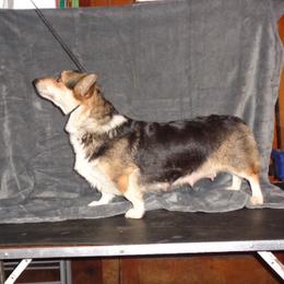 CINDER - Pembroke Welsh Corgi