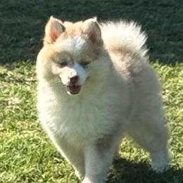 Goldie - Merle female Pomsky puppy in Gunter, Texas from The Painted Pomsky