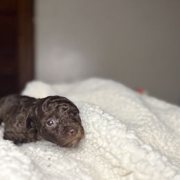 Bambi - Brown female Poodle puppy in Allentown, Pennsylvania from Poodles Are Mixy