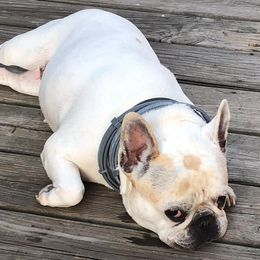 French Bulldogs from Tereca's French Bulldogs