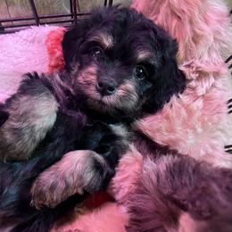 Peppermint Mocha - with training - Black and tan female Cockapoo puppy in Boonville, North Carolina from Doods & Dolls