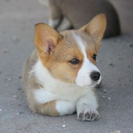 American Corgi, French Bulldog, and Pembroke Welsh Corgi Puppies from Moonstone Corgis & Frenchies