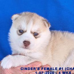 CINDER'S FEMALE 1 - Red and white female Siberian Husky puppy in Manilla, Iowa from Bruck's Siberian Huskies