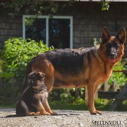 German Shepherds from Seelenvoll German Shepherds
