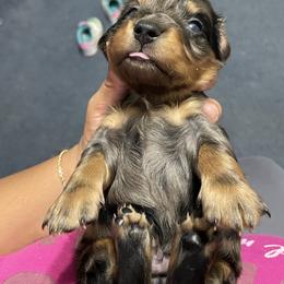 Dachshund Puppies from L & J Kennel