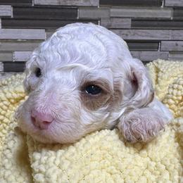 Sleepy - White male Poodle puppy in Akeley, Minnesota from Blessed Acres Miniature Poodles