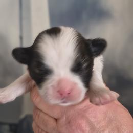 Boba - White male Lhasa Apso puppy in Greenville, South Carolina from Lots of Lhasa Love