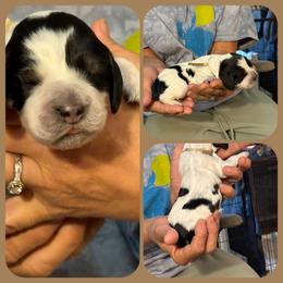 Bamboo - Black white and tan male English Springer Spaniel puppy in Billings, Montana from M&M Fuzzy Bottom Friends