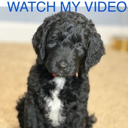 Cocoa - Black female Australian Labradoodle puppy in Fayette, Ohio from Patriots Poodles and Doodles