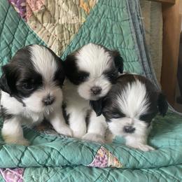 Shih Tzu Puppies from Tiny Bubbles Shih Tzus