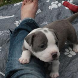 Ferrari GTO - Blue male American Bully puppy in Jefferson, Ohio from Blue Fury's