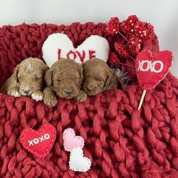 Goldendoodle Puppies from Maryland Designer Doodles