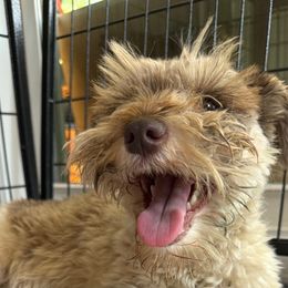 Roux - Miniature Schnauzer