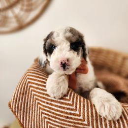 Pear - Blue merle and white male Sheepadoodle puppy in Tooele, Utah from Salt & Snow Pups