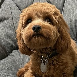 Cavapoos from Corringtons Curls