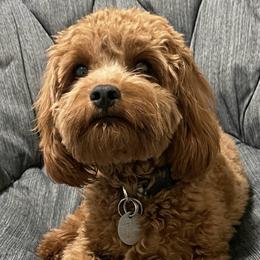 Cavapoos from Corringtons Curls