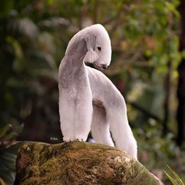Bedlington Terriers from Prismic Bedlington Terriers