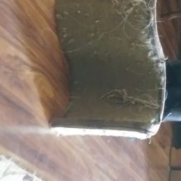 German Shepherd Puppies from Rain's Legacy German Shepherds