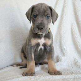 Summer - Blue female Great Dane puppy in Edinburg, Texas from Chestnut Great Danes