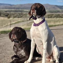 German Shorthaired Pointers from Kobeski Kennels