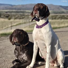 German Shorthaired Pointers from Kobeski Kennels