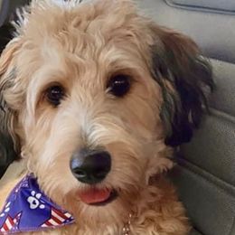 Aussiedoodles from Fancy Farm Dog