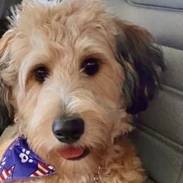 Aussiedoodles from Fancy Farm Dog