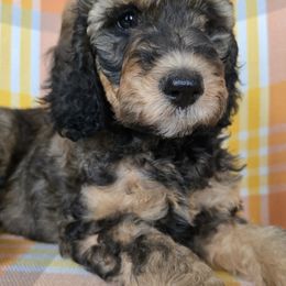Bonnie - Sable female Bernedoodle puppy in Galt, Missouri from Only Doodles!
