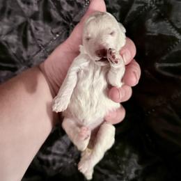 Matcha - White male Poodle puppy in Marsing, Idaho from Araceli Toy Poodles