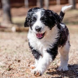 Boy 2 - Bernedoodle puppy in Choctaw, Oklahoma from Sugarcreek Haven Bernedoodles
