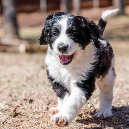 Boy 2 - Bernedoodle puppy in Choctaw, Oklahoma from Sugarcreek Haven Bernedoodles