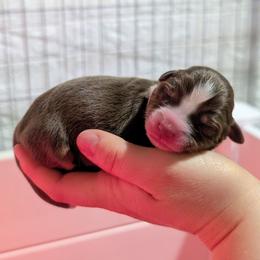 Storm - Red & white female Miniature Australian Shepherd puppy in Harrisonville, Missouri from Trailside Mini Aussies