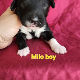 Boy 4 - Black and white male Portuguese Water Dog puppy in Narvon, Pennsylvania from Prized Family Porties