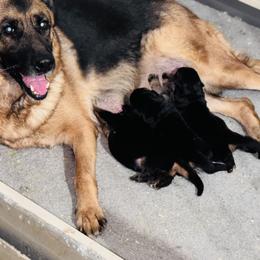Boy 1 - Black and red German Shepherd puppy in Richfield, Minnesota from Midwest GSD LLC