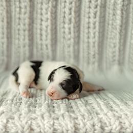 Proof - Black and white male Aussiedoodle puppy in Inman, South Carolina from Dark Corner Doodles