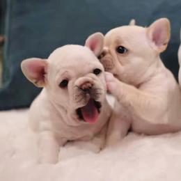French Bulldog Puppies from Short Leg Frenchies
