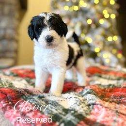 Clover - Black and white female Bernedoodle puppy in Salina, Oklahoma from Hudson Shore Bernedoodles