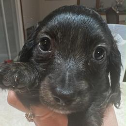 Noel - Brindle male Dachshund puppy in Saint Peter, Illinois from Ashton’s Doxies of Southern IL