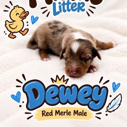 Dewey - Red merle male Miniature Australian Shepherd puppy in Cave Creek, Arizona from Arizona Aussies