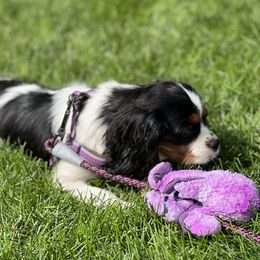 Cavalier King Charles Spaniel Puppies from Mapleview Cavalier King Charles Spaniels